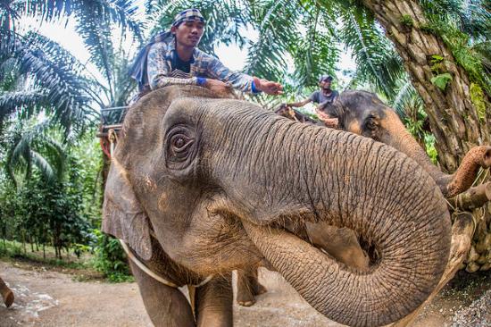 kok chang safari elephant trekking reviews