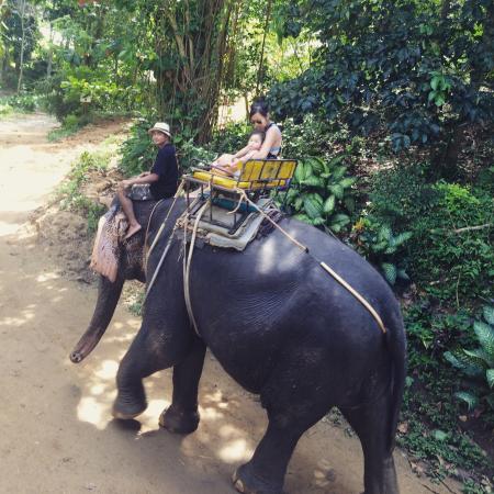 kok chang safari elephant trekking reviews