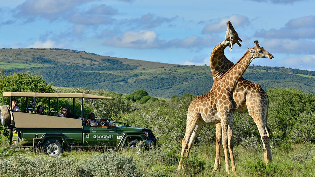 best safari in south africa reviews